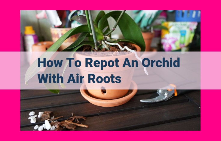 how to repot an orchid with air roots