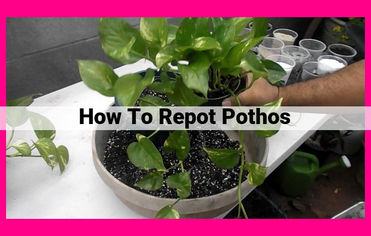 how to repot pothos