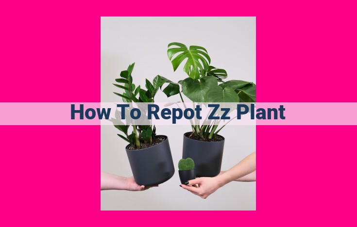 how to repot zz plant