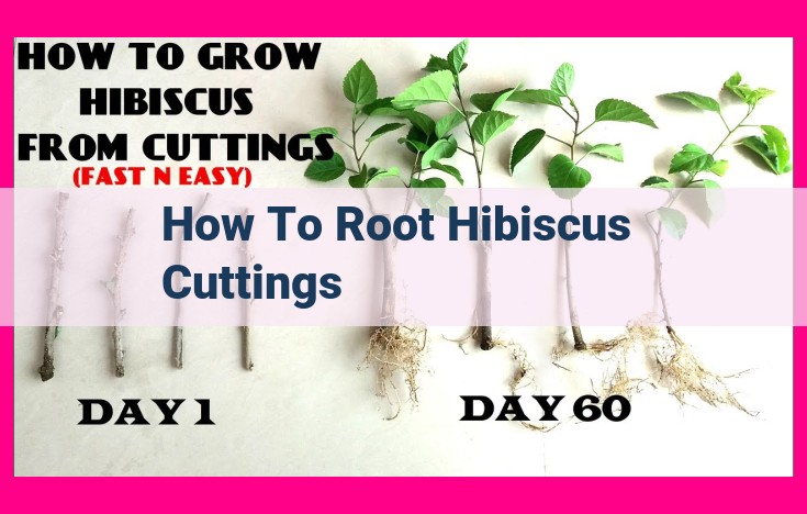 how to root hibiscus cuttings