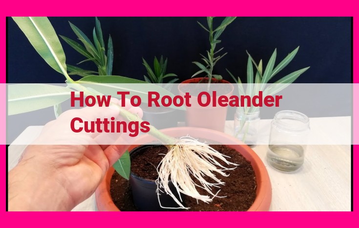 how to root oleander cuttings