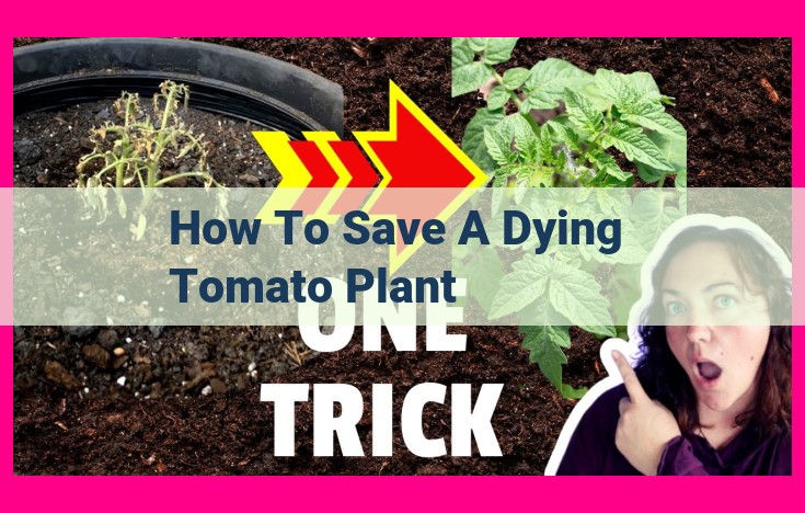 how to save a dying tomato plant