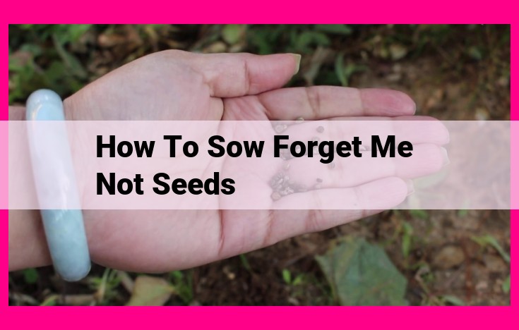 how to sow forget me not seeds