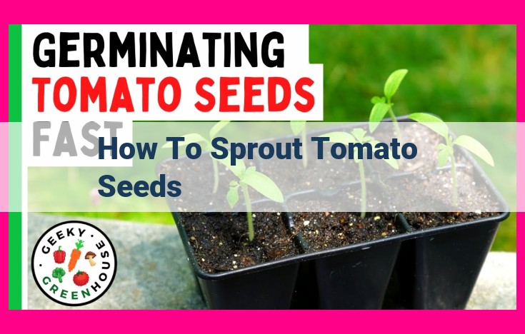 how to sprout tomato seeds