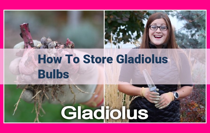 how to store gladiolus bulbs