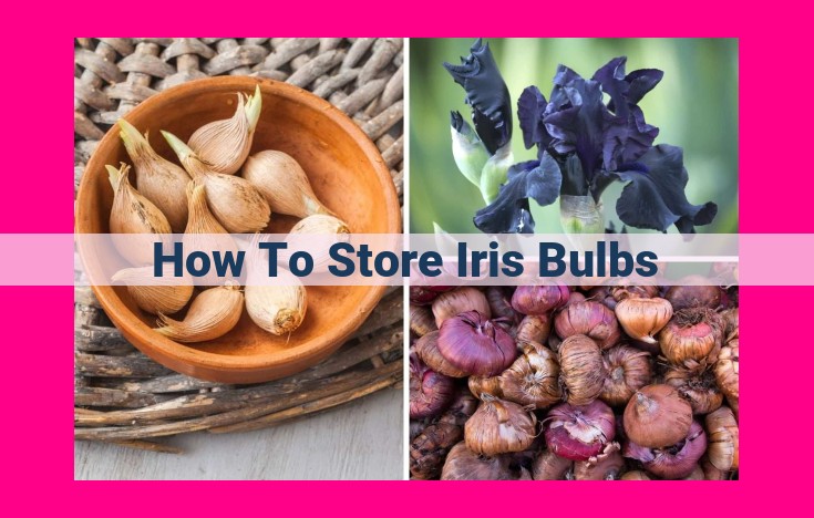 how to store iris bulbs