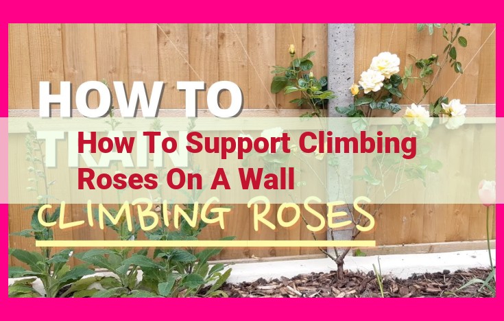 how to support climbing roses on a wall