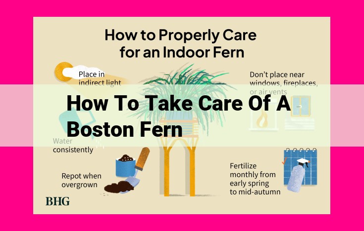 how to take care of a boston fern