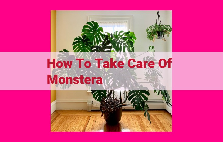 how to take care of monstera