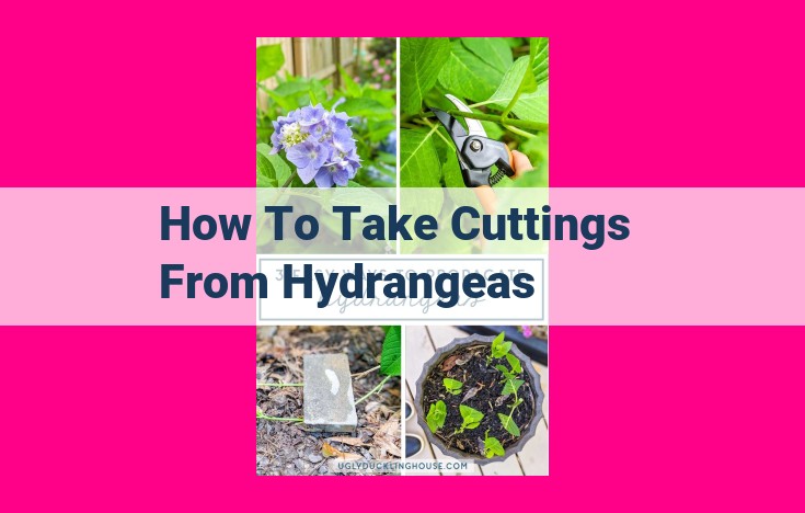 how to take cuttings from hydrangeas