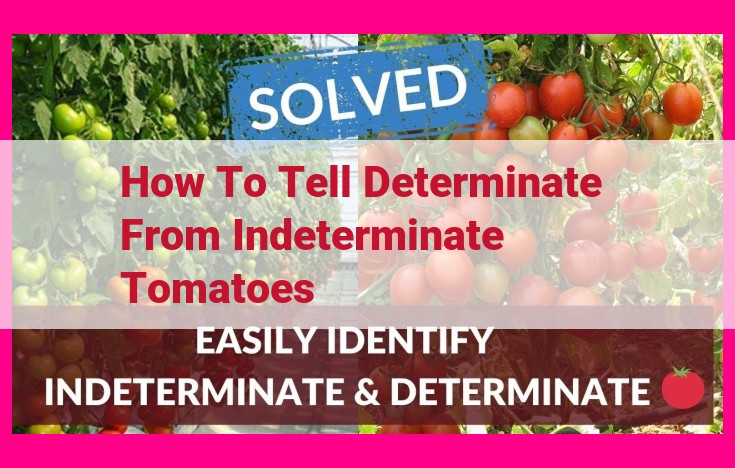 how to tell determinate from indeterminate tomatoes