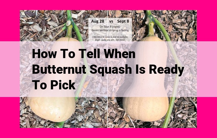 how to tell when butternut squash is ready to pick