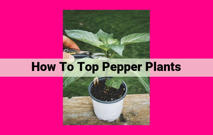 how to top pepper plants