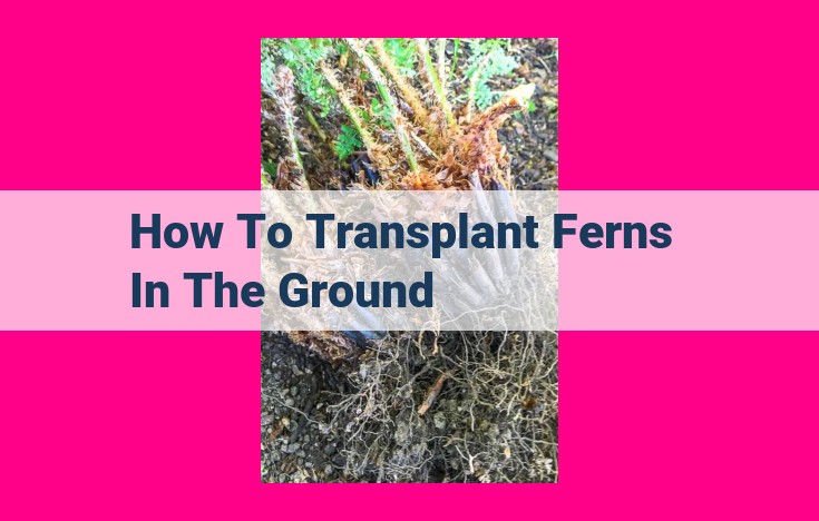 how to transplant ferns in the ground