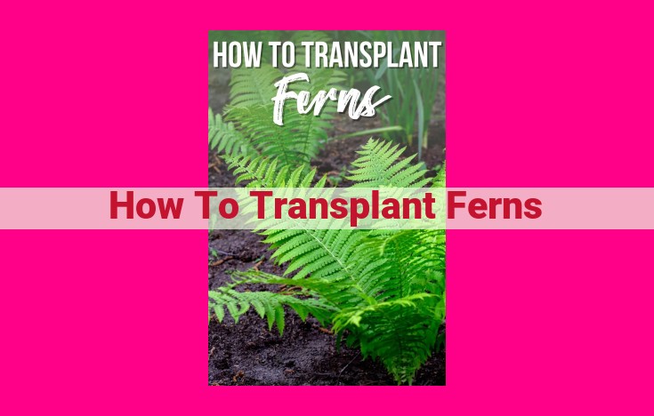 how to transplant ferns