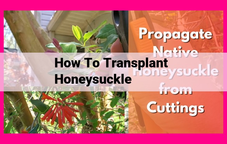 how to transplant honeysuckle