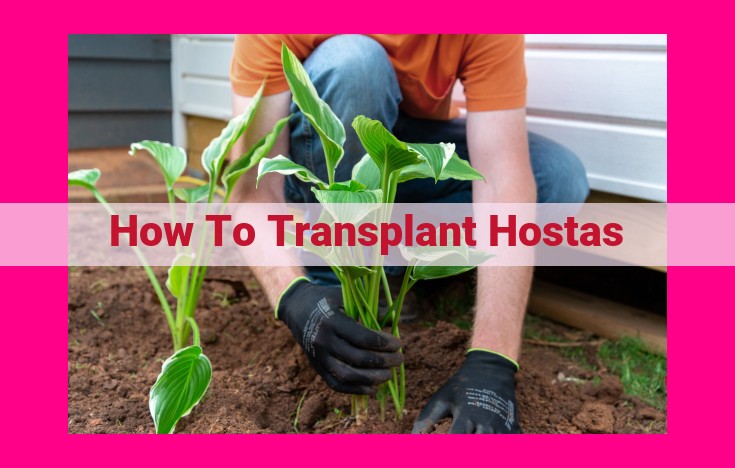 how to transplant hostas