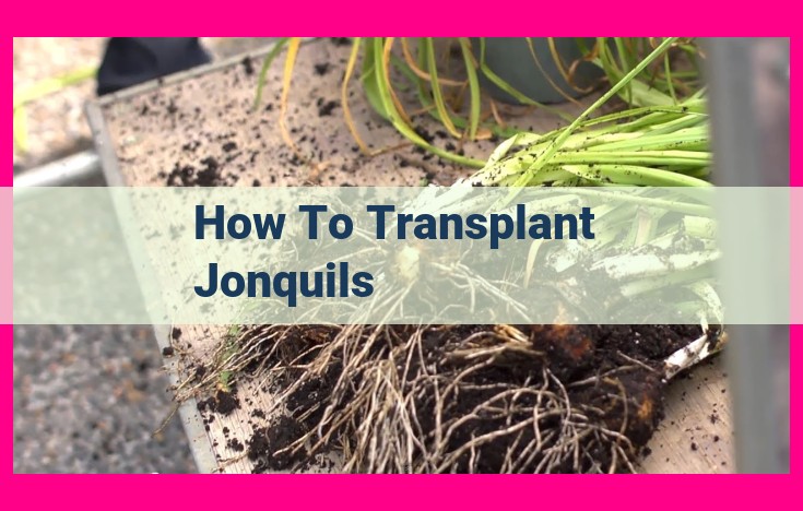 how to transplant jonquils