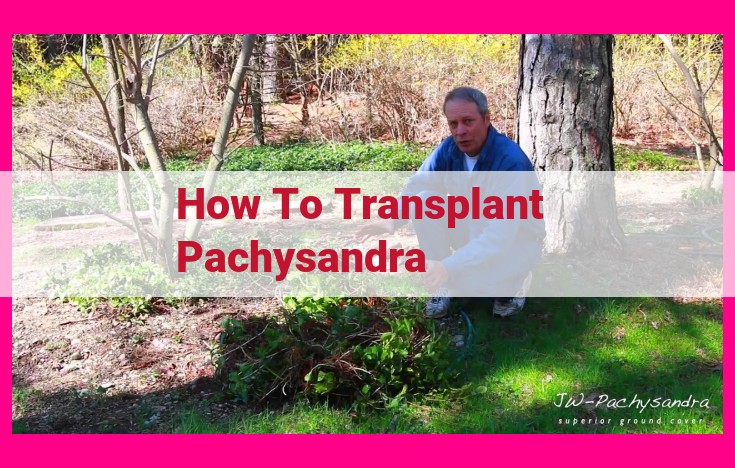 how to transplant pachysandra