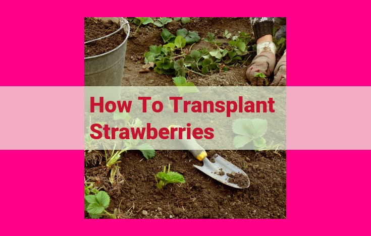 how to transplant strawberries