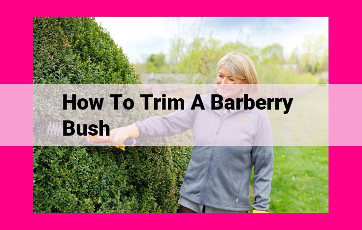 how to trim a barberry bush