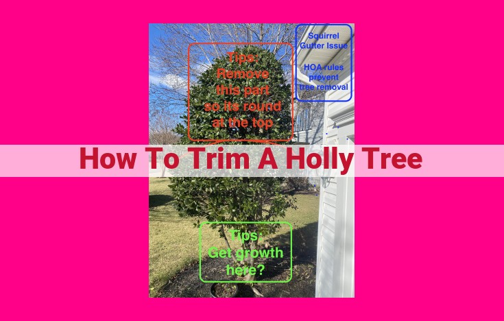 how to trim a holly tree