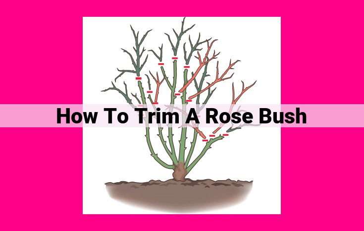 how to trim a rose bush