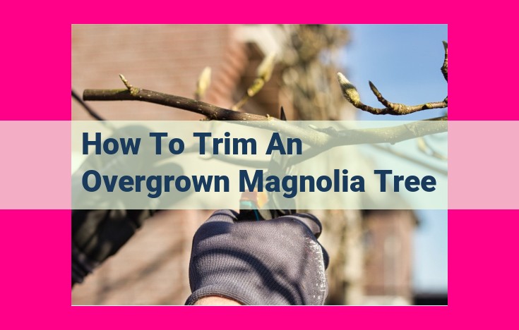 how to trim an overgrown magnolia tree