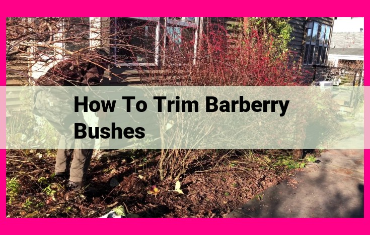 how to trim barberry bushes