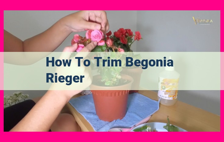 how to trim begonia rieger