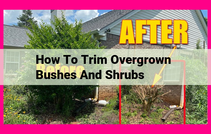 how to trim overgrown bushes and shrubs