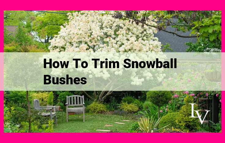 how to trim snowball bushes