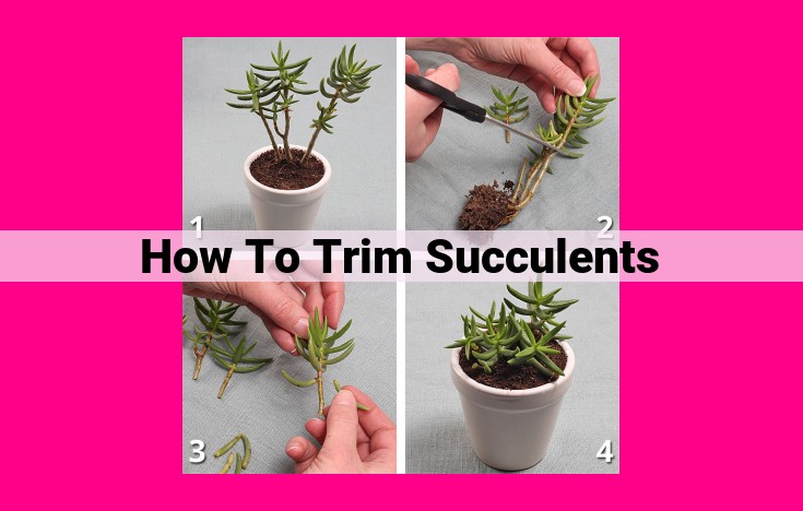 how to trim succulents