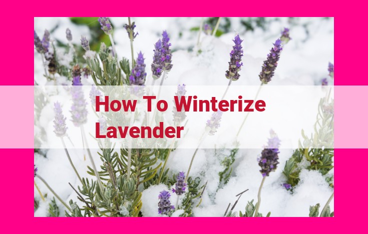 how to winterize lavender