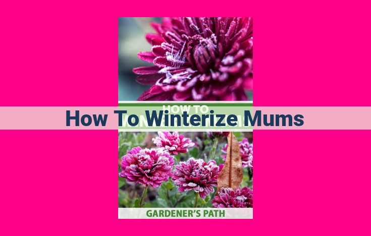 how to winterize mums