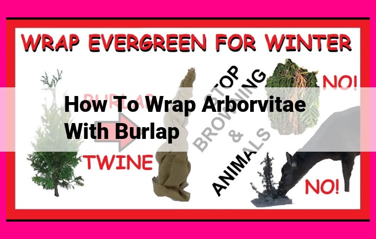 how to wrap arborvitae with burlap