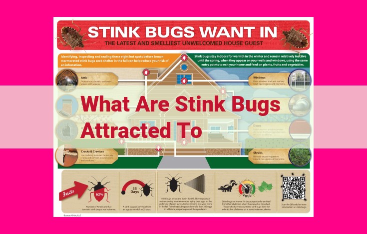 what are stink bugs attracted to