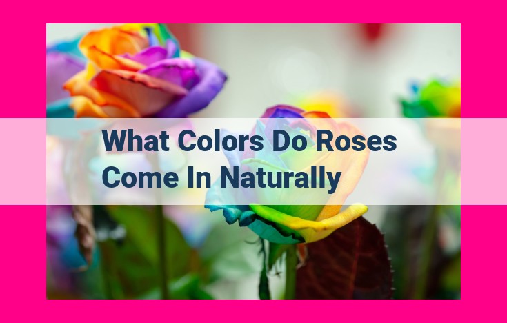 what colors do roses come in naturally