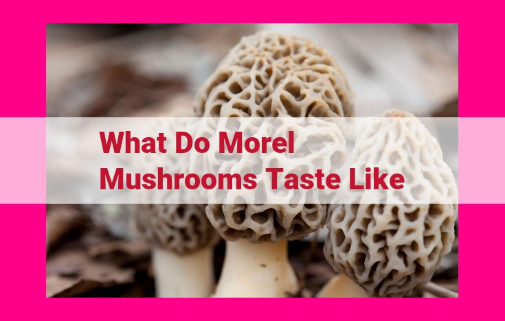 what do morel mushrooms taste like