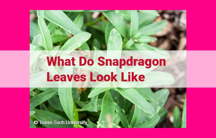 what do snapdragon leaves look like