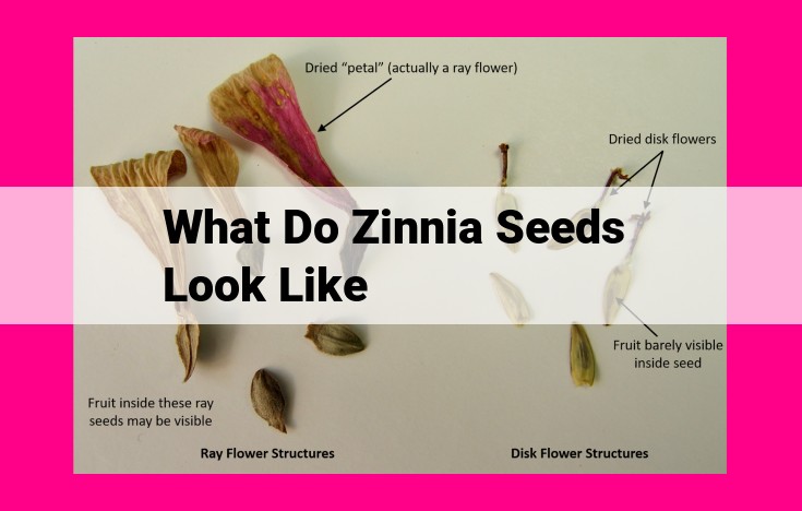 what do zinnia seeds look like