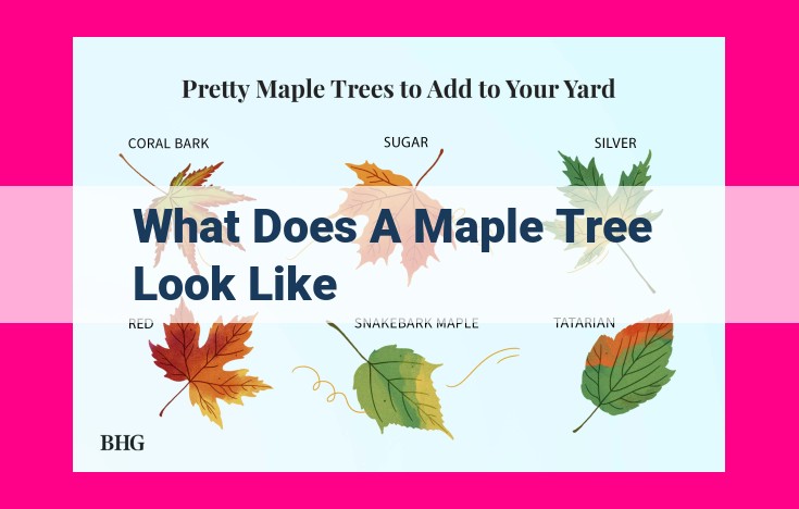 what does a maple tree look like