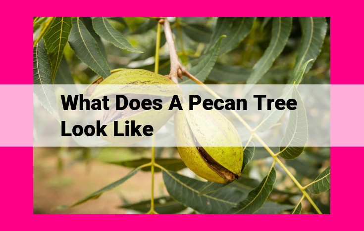 what does a pecan tree look like