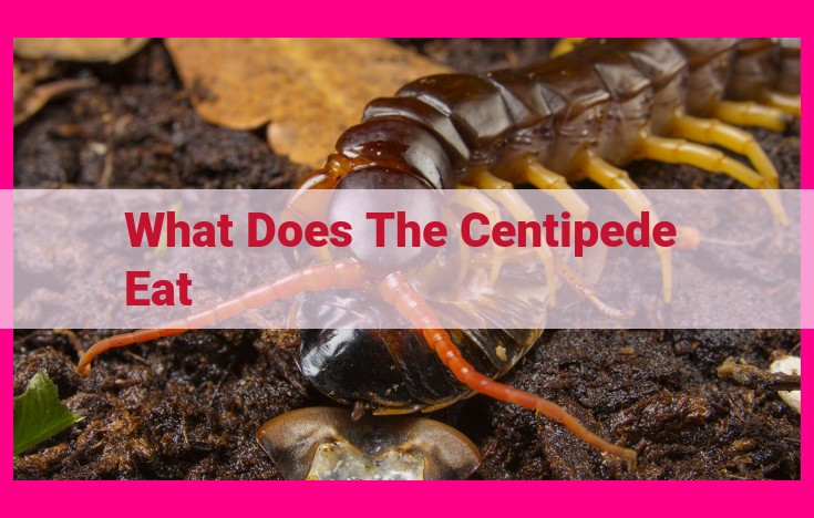 what does the centipede eat