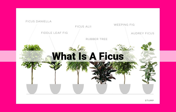 what is a ficus