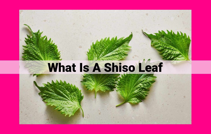 what is a shiso leaf