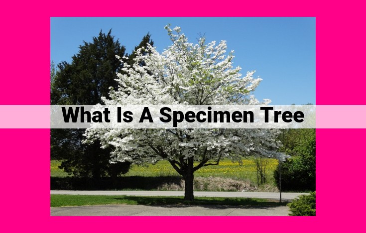 what is a specimen tree