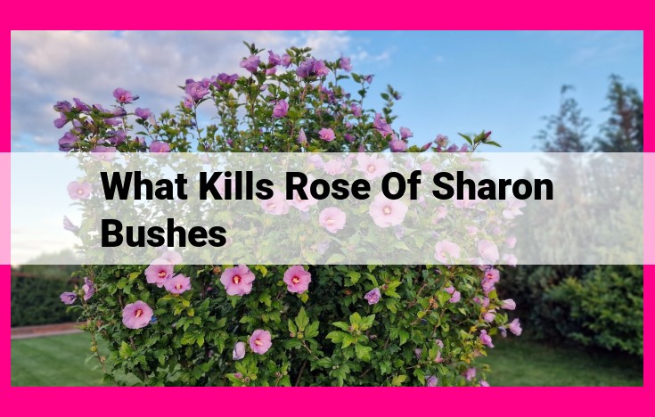 what kills rose of sharon bushes