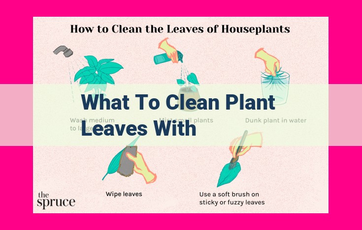 what to clean plant leaves with