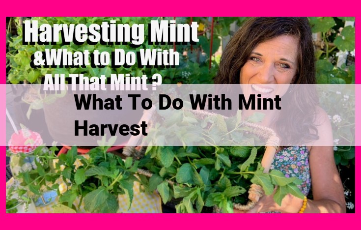 what to do with mint harvest